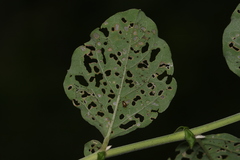 Longitarsus birmanicus