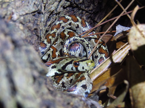 Crvenkrpica (Zamenis situla)