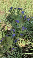 Echium vulgare