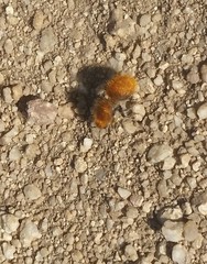 Sphaeropthalma edwardsii