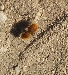 Sphaeropthalma edwardsii