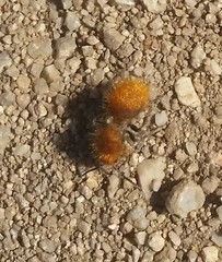 Sphaeropthalma edwardsii