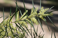 Acacia fimbriata