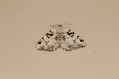 Macaria bitactata