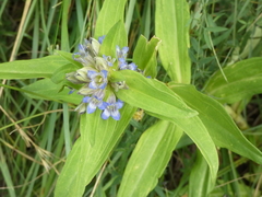 Gentiana cruciata cruciata