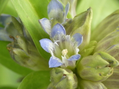 Gentiana cruciata cruciata