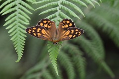 Heteronympha paradelpha