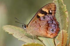 Heteronympha paradelpha