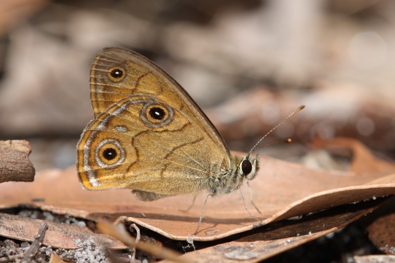 Rock Ringlet