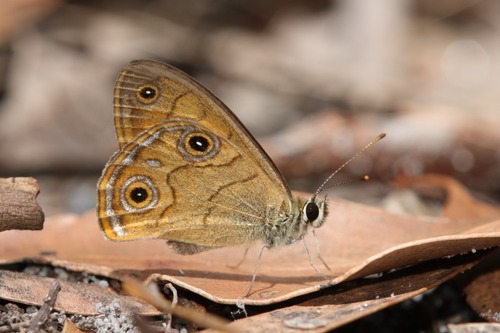 Rock Ringlet