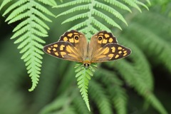 Heteronympha paradelpha