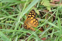 Heteronympha paradelpha
