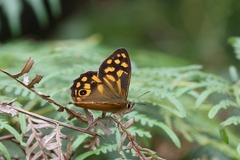 Heteronympha paradelpha