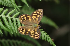 Heteronympha paradelpha