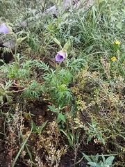 Erodium stephanianum