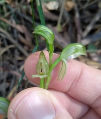 Pterostylis longifolia