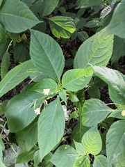 Impatiens parviflora
