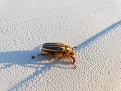 Polyphylla decemlineata