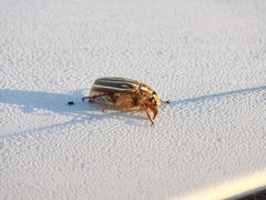 Polyphylla decemlineata