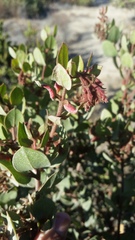 Arctostaphylos montereyensis