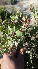 Arctostaphylos montereyensis