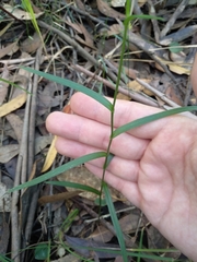 Pterostylis longifolia