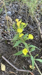 Oenothera biennis