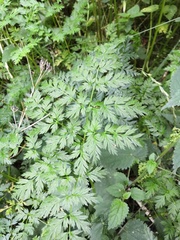 Anthriscus sylvestris