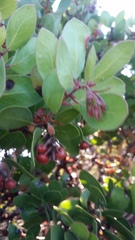 Arctostaphylos montereyensis