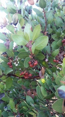 Arctostaphylos montereyensis