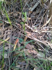 Pterostylis longifolia