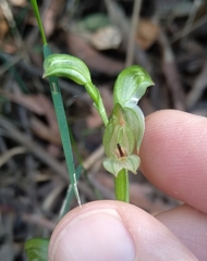 Pterostylis longifolia