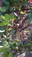 Arctostaphylos montereyensis