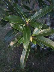 Pittosporum undulatum