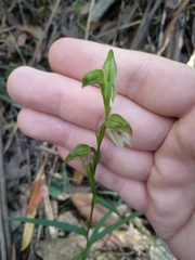 Pterostylis longifolia