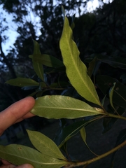 Pittosporum undulatum