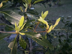 Pittosporum undulatum
