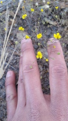 Lessingia pectinata pectinata