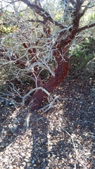 Arctostaphylos montereyensis