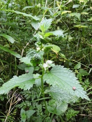 Lamium album