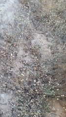 Eriogonum nudum auriculatum