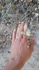 Eriogonum nudum auriculatum