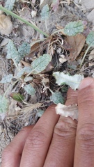 Eriogonum nudum auriculatum