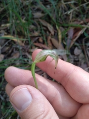 Pterostylis nutans
