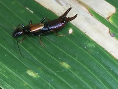 Forficuloidea