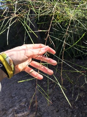 Acacia longissima