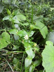 Stellaria aquatica