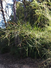 Acacia longissima