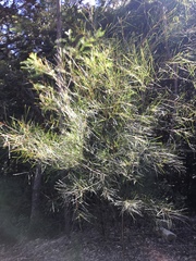 Acacia longissima