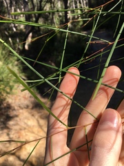 Acacia longissima